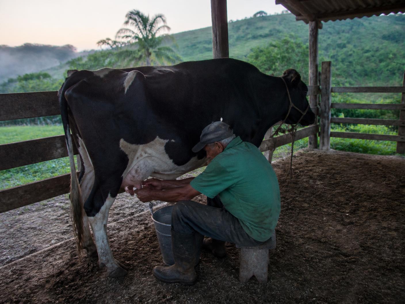 Ordenha manual realizada antes do amanhecer